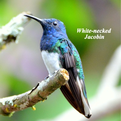 White-necked Jacobin